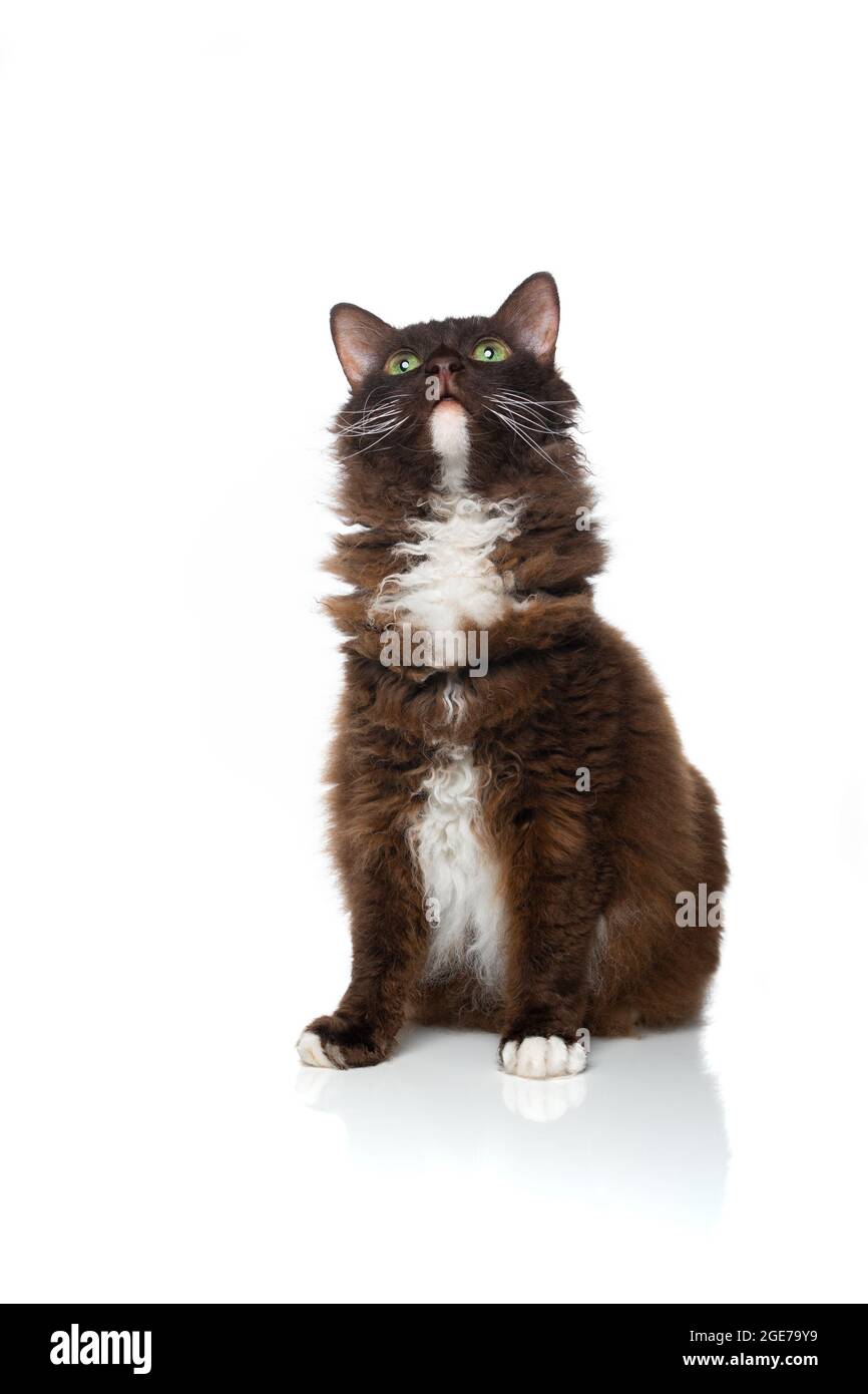 Schokoladenweiße LaPerm Katze mit lockigem Langhaar-Fell, das neugierig isoliert auf weißem Hintergrund aufschaut Stockfoto