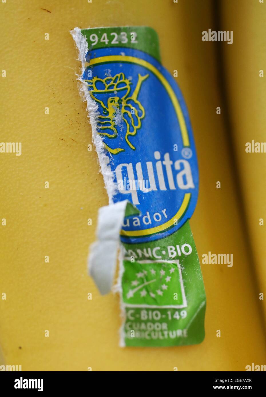 Bananen aus Chiquita, Ecuador. Stockfoto