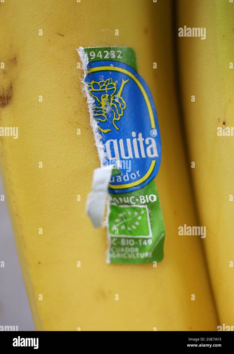 Bananen aus Chiquita, Ecuador. Stockfoto