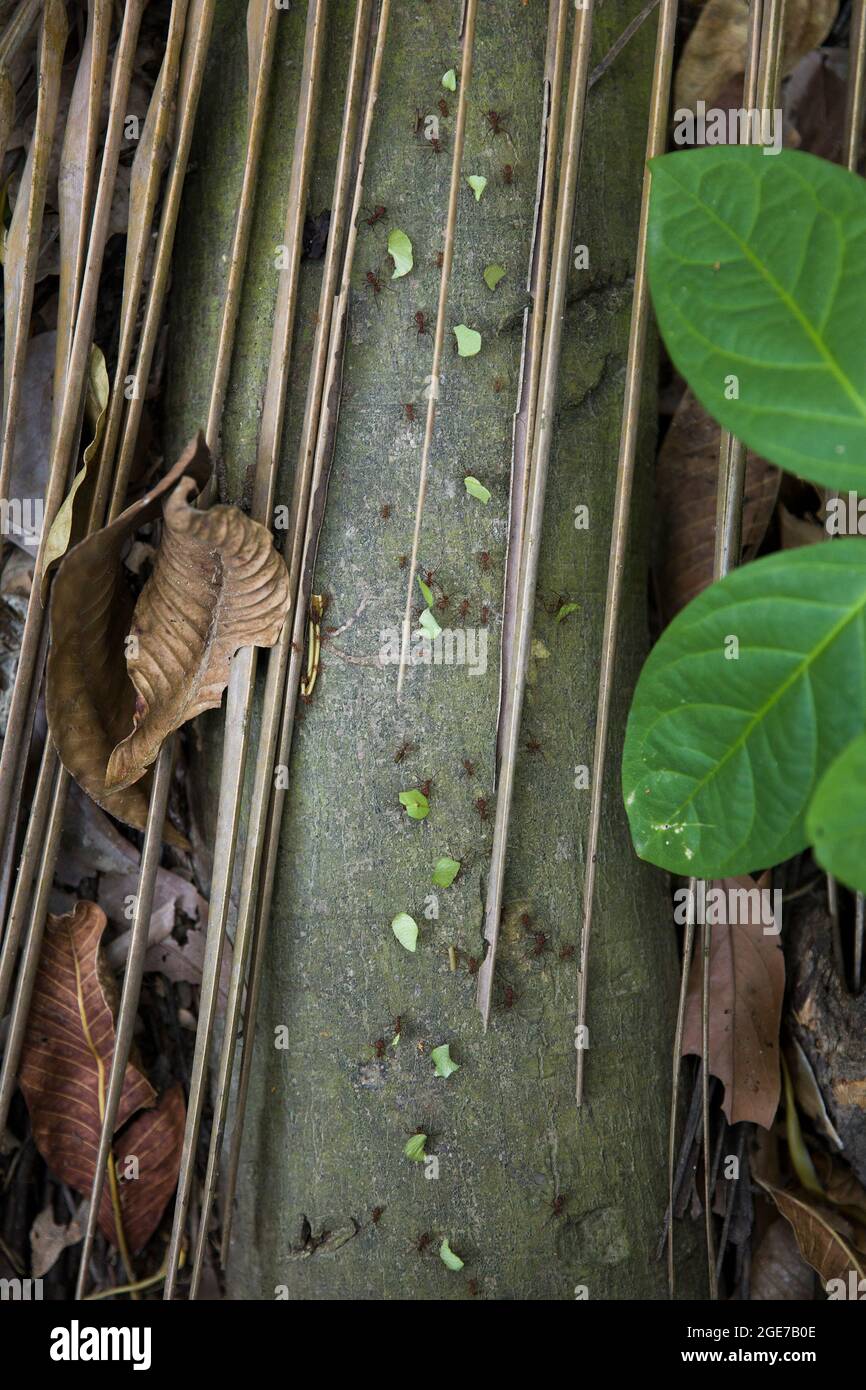 Kolonie von Weberameisen im tropischen Wald Stockfoto