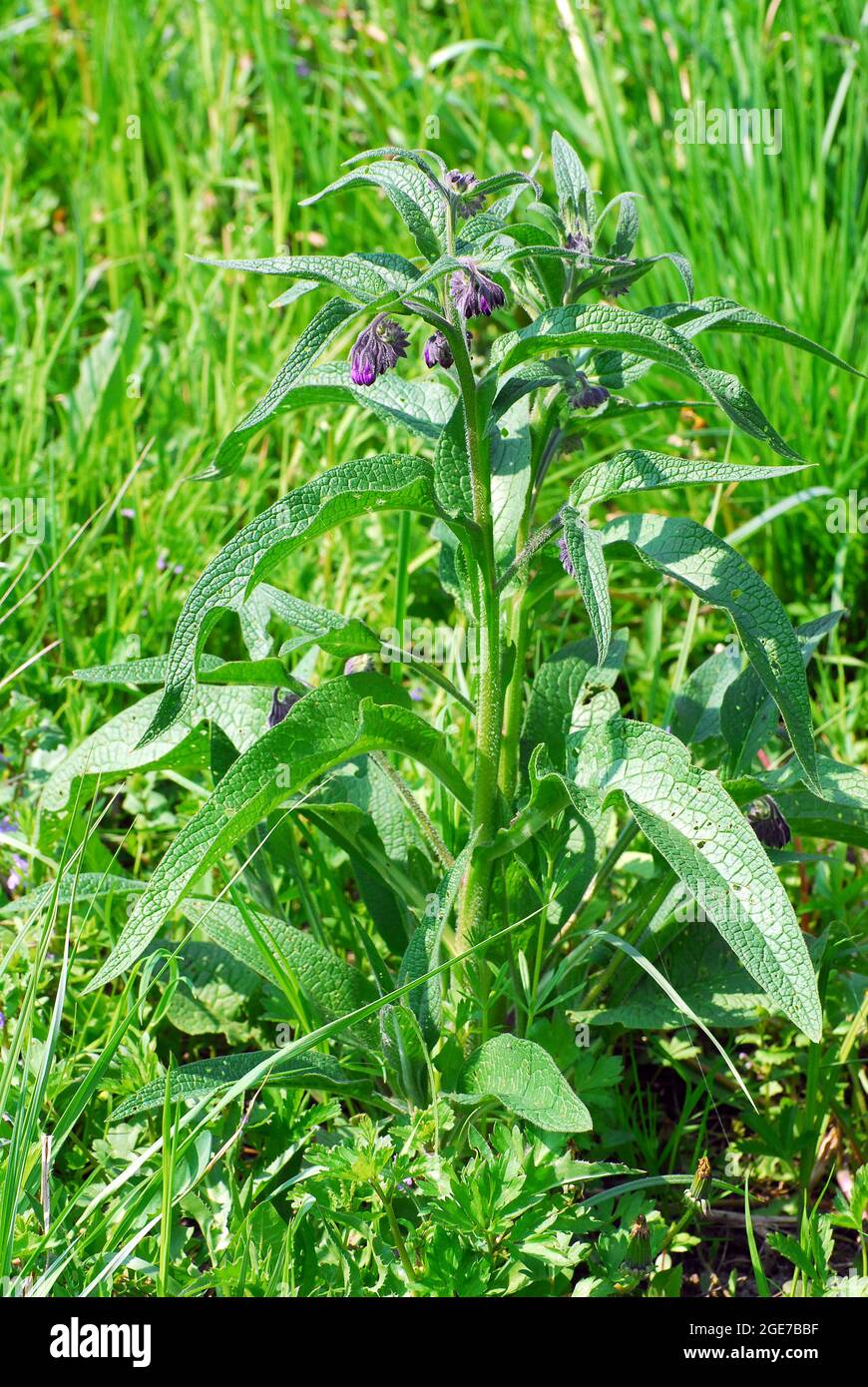 Beinwell, Knochen, Knitbone, Consound, Echter Beinwell, Symphytum officinale, fekete nadálytő, Ungarn, Magyarország, Europa Stockfoto