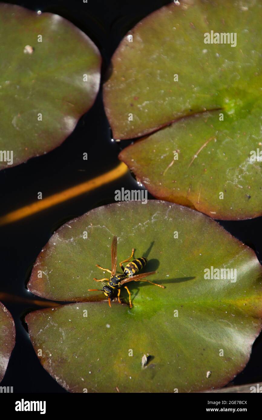 Wespe Trinkwasser aus einem Seerosenblatt im Sommergartenteich Stockfoto
