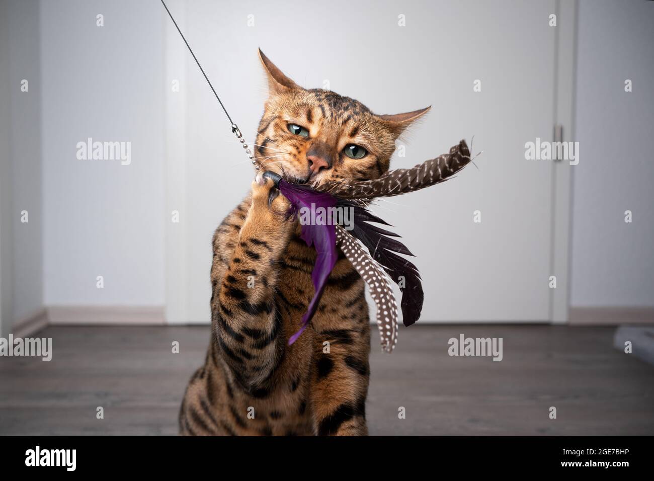 Braun gefleckte bengalkatze spielt mit Federspielzeug drinnen mit Kopieplatz Stockfoto