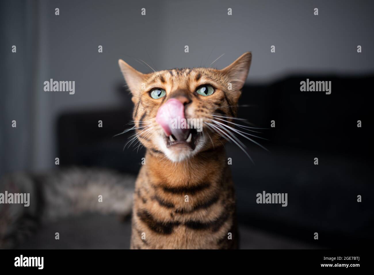 Braun gefleckte bengalkatze ragt aus der Zunge und leckt Lippen und Nase mit Kopierraum Stockfoto