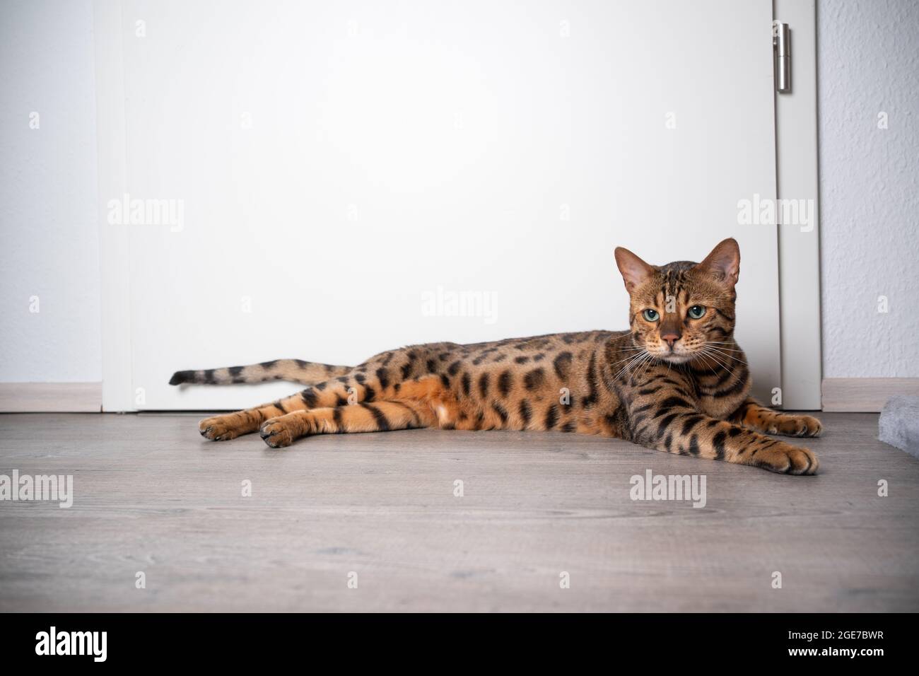 Braunfleckige bengalkatze, die auf einem Holzboden vor einer weißen Tür mit Platz für Kopien liegt Stockfoto