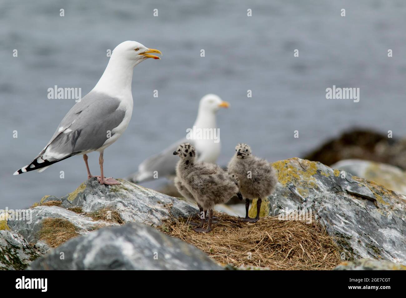 Europäische Heringsmöwenfamilie, Larus argentatus, der auf seinem Nestplatz auf den Felsen auf der Insel Hornøya, Nordnorwegen, steht Stockfoto