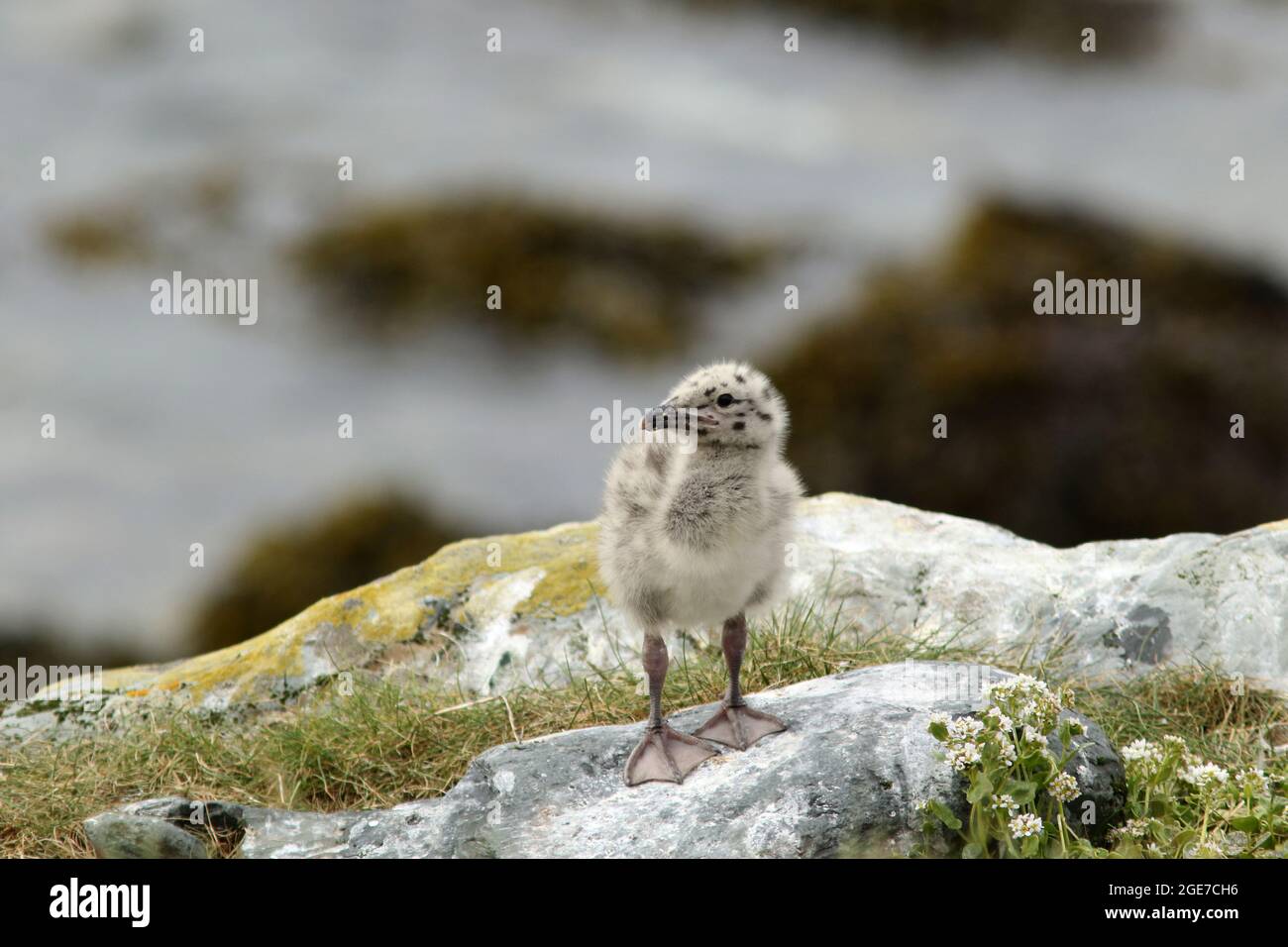 Möwenkick steht allein auf den Felsen und erkundet die Welt. Europäische Heringsmöwe, Larus argentatus Küken Stockfoto