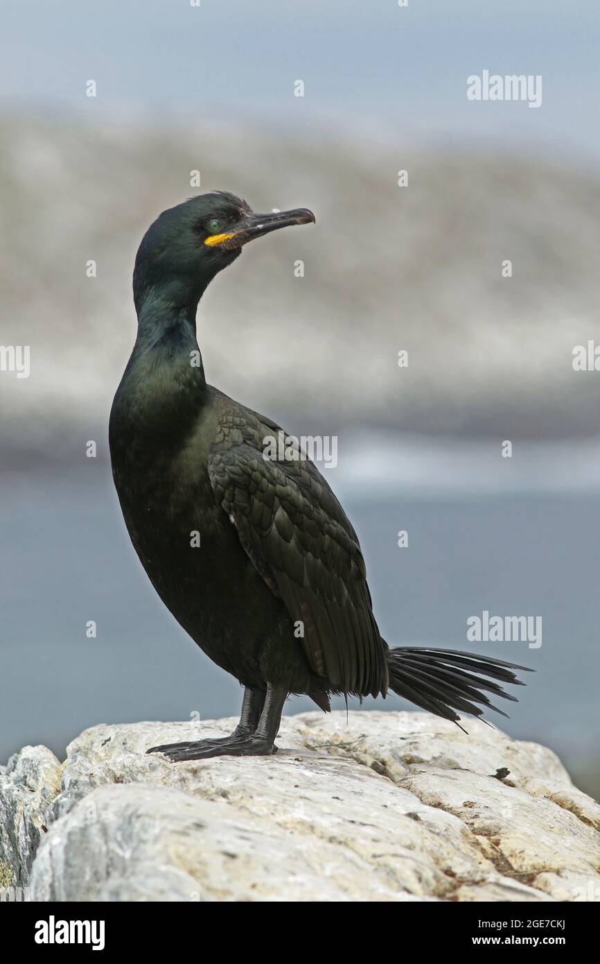 Der europäische Shag, der gewöhnliche Shag (Phalacrocorax aristotelis), der auf dem Felsen am Vogelschutzgebiet auf der Insel Hornøya, Nordnorwegen, steht Stockfoto