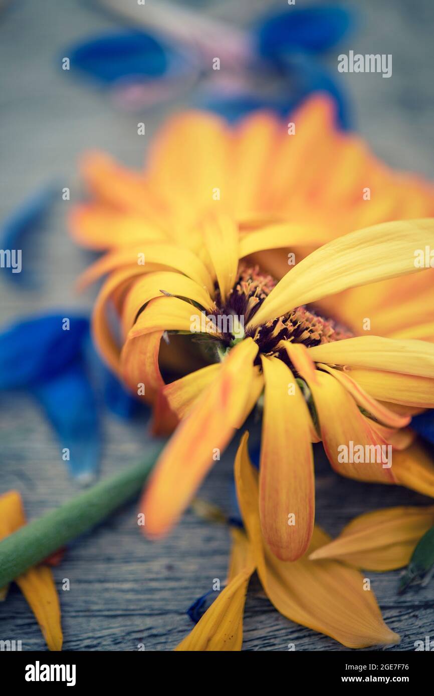 Nahaufnahme einer welkenden gelben Blume Stockfoto