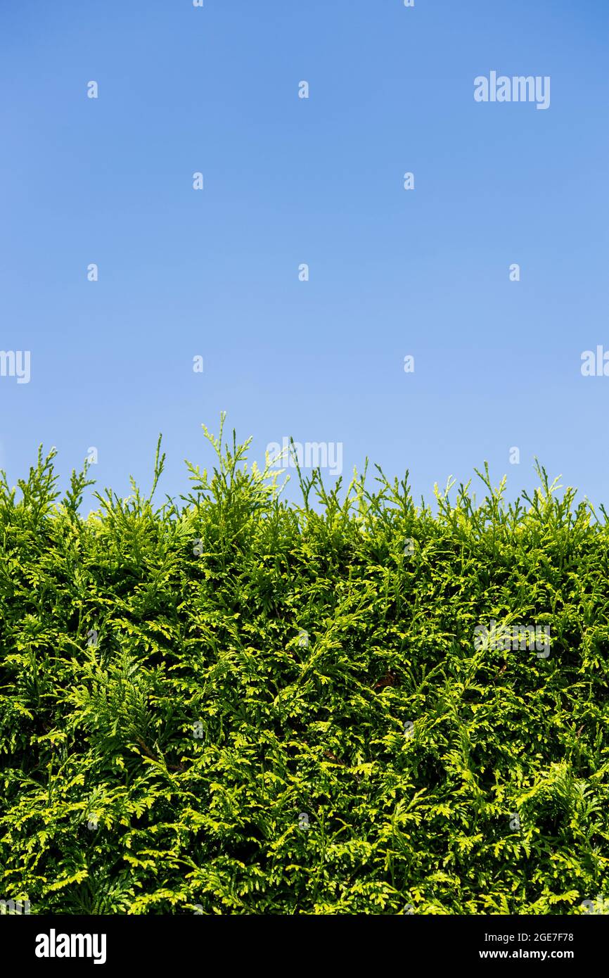 Hecke und blauer Himmel Stockfoto