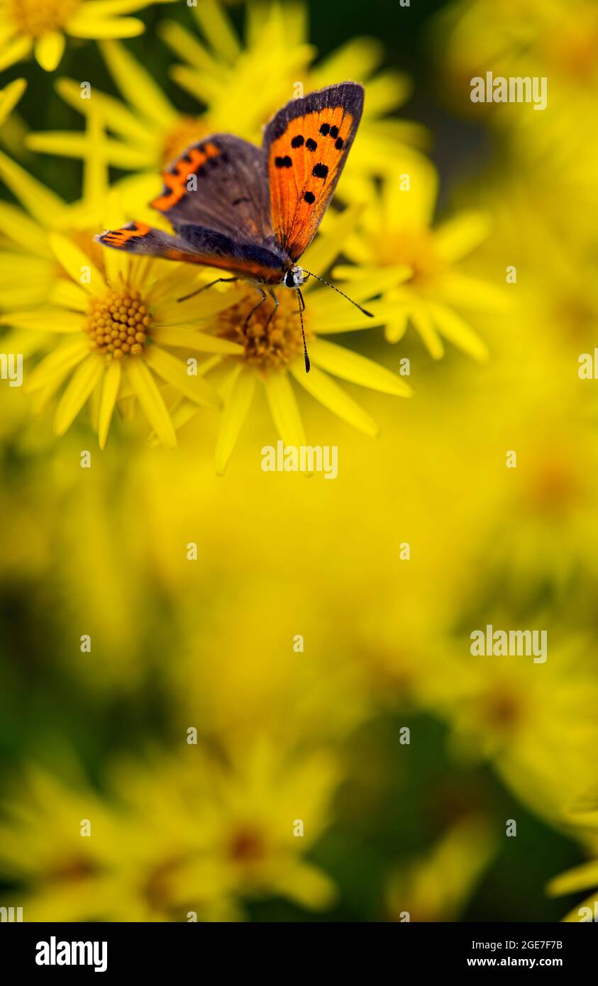 Kleiner Kupferschmetterling (Lycaenia Phlaeas) auf gelben Blüten Stockfoto