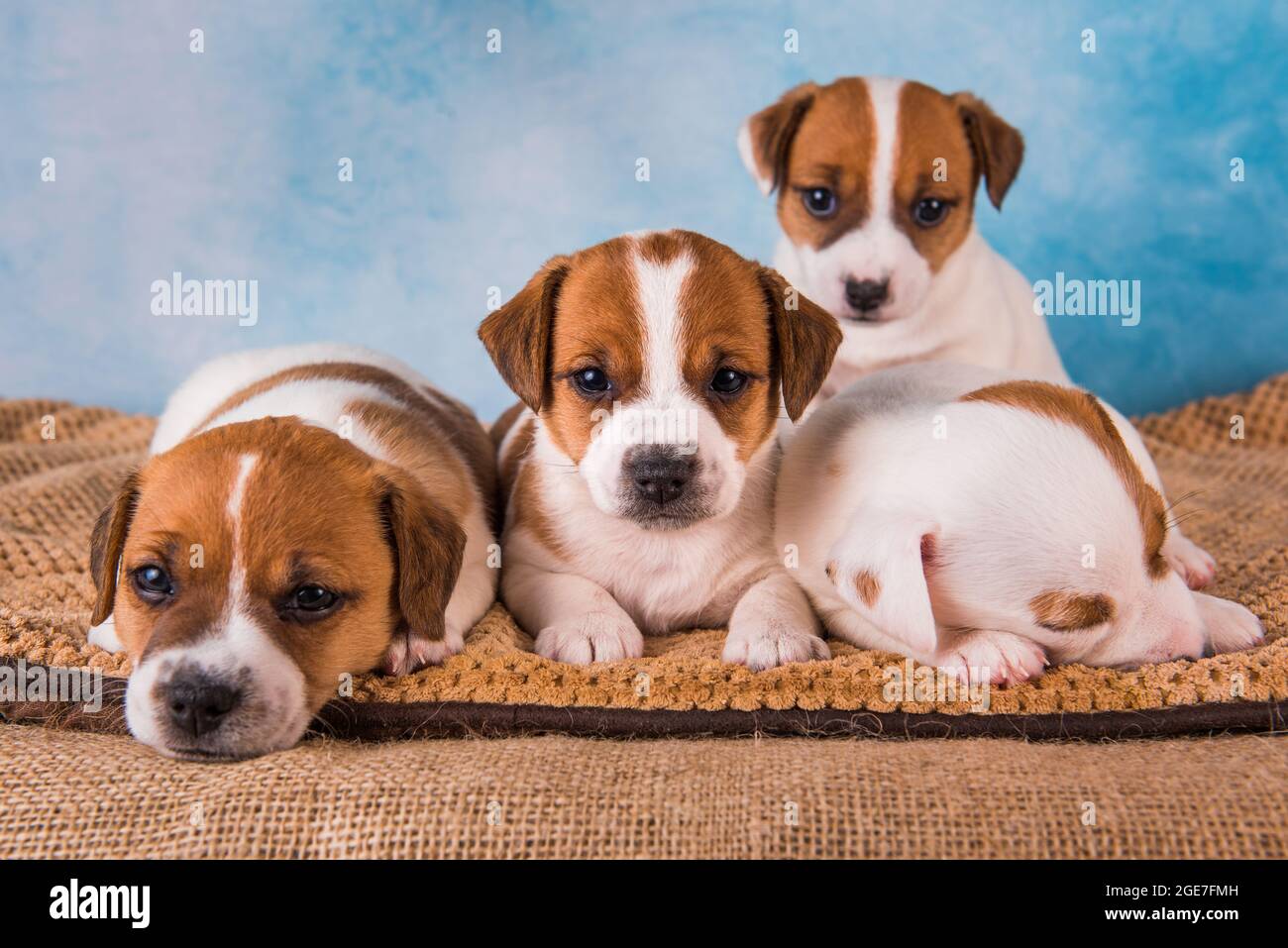 Gruppe von Jack Russell Terrier Welpen vor blauem Hintergrund Stockfoto