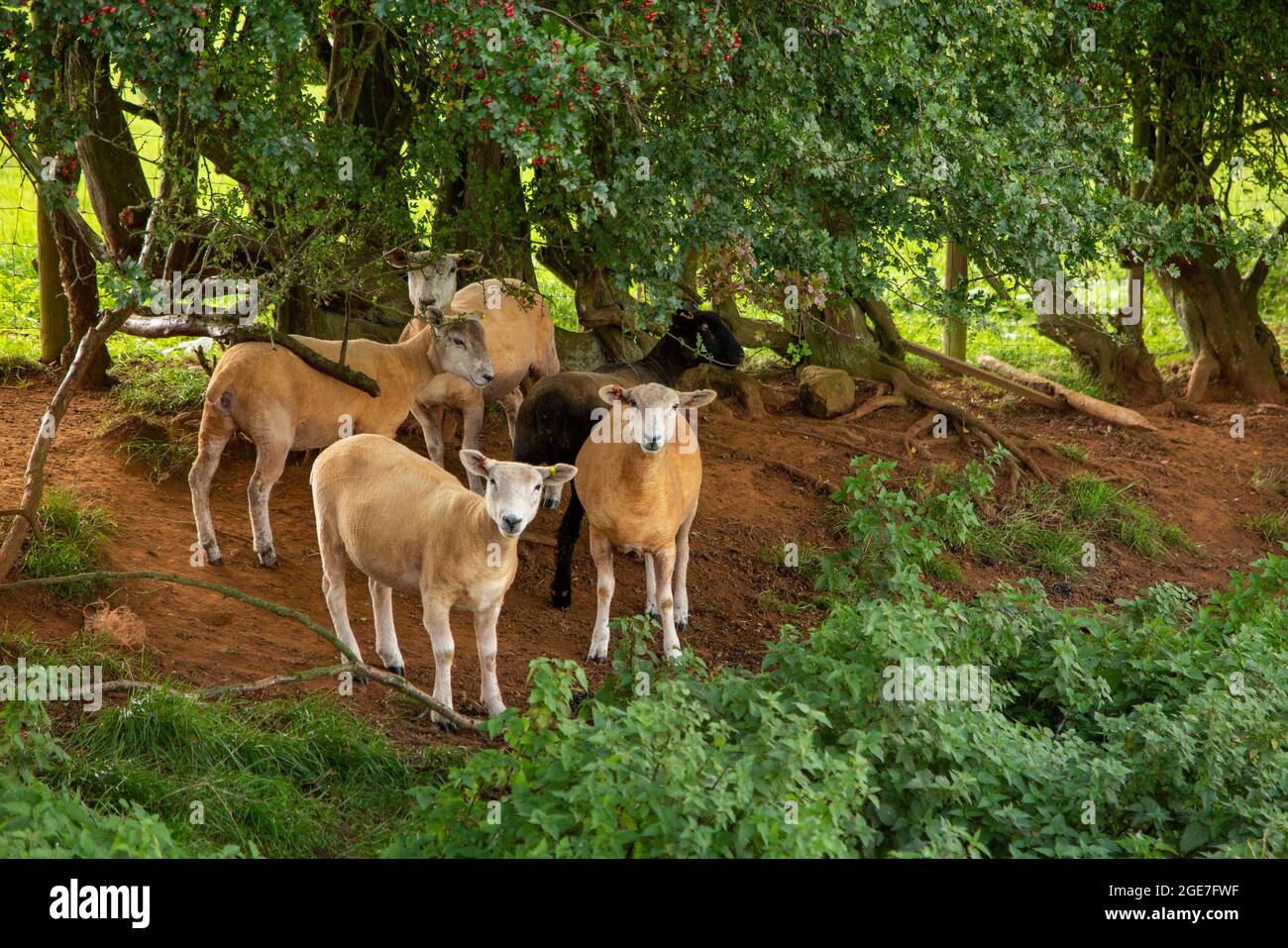 Hecke im schatten Fotos und Bildmaterial in hoher Auflösung Alamy