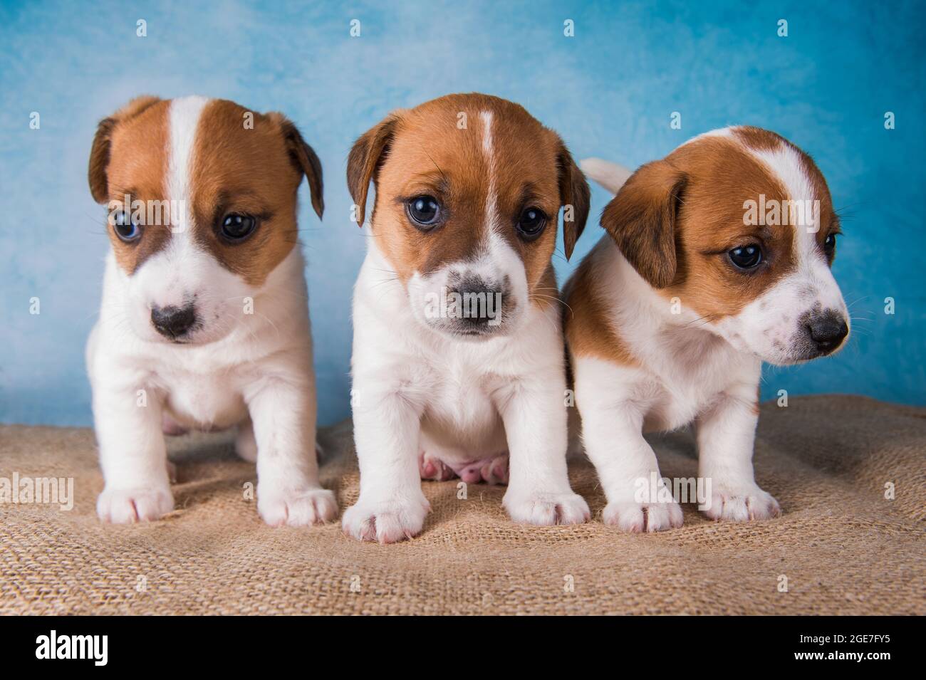 Gruppe von Jack Russell Terrier Welpen vor blauem Hintergrund Stockfoto