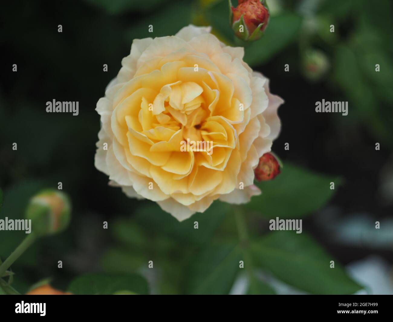Einzelne hellorange Rose Blume 'Road Dahl' Stockfoto