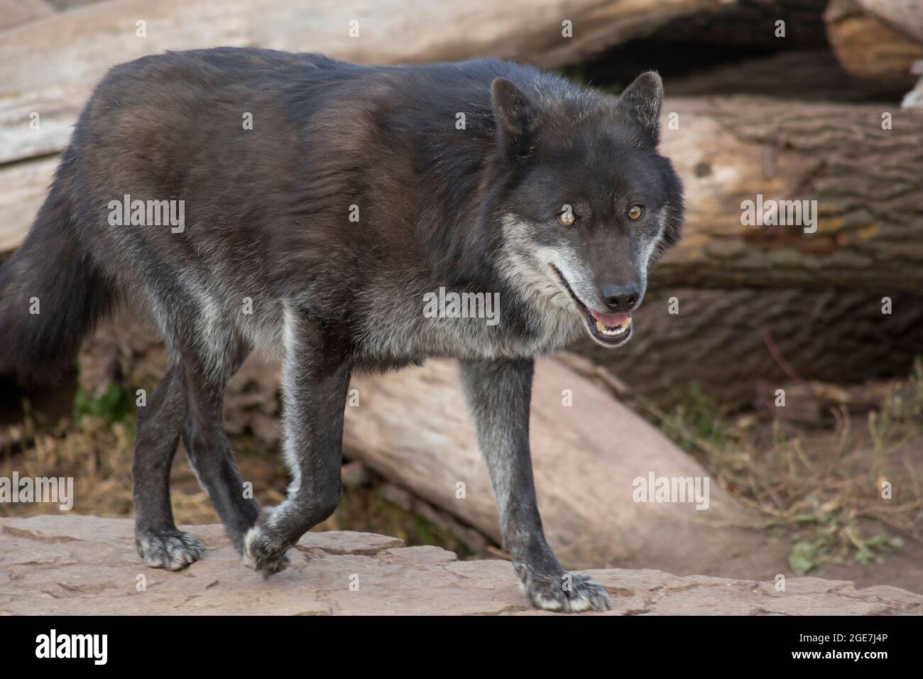 Schwarzer kanadischer Wolf beobachtet seine Beute. Canis lupus pambasileus. Tiere in der Tierwelt. Stockfoto