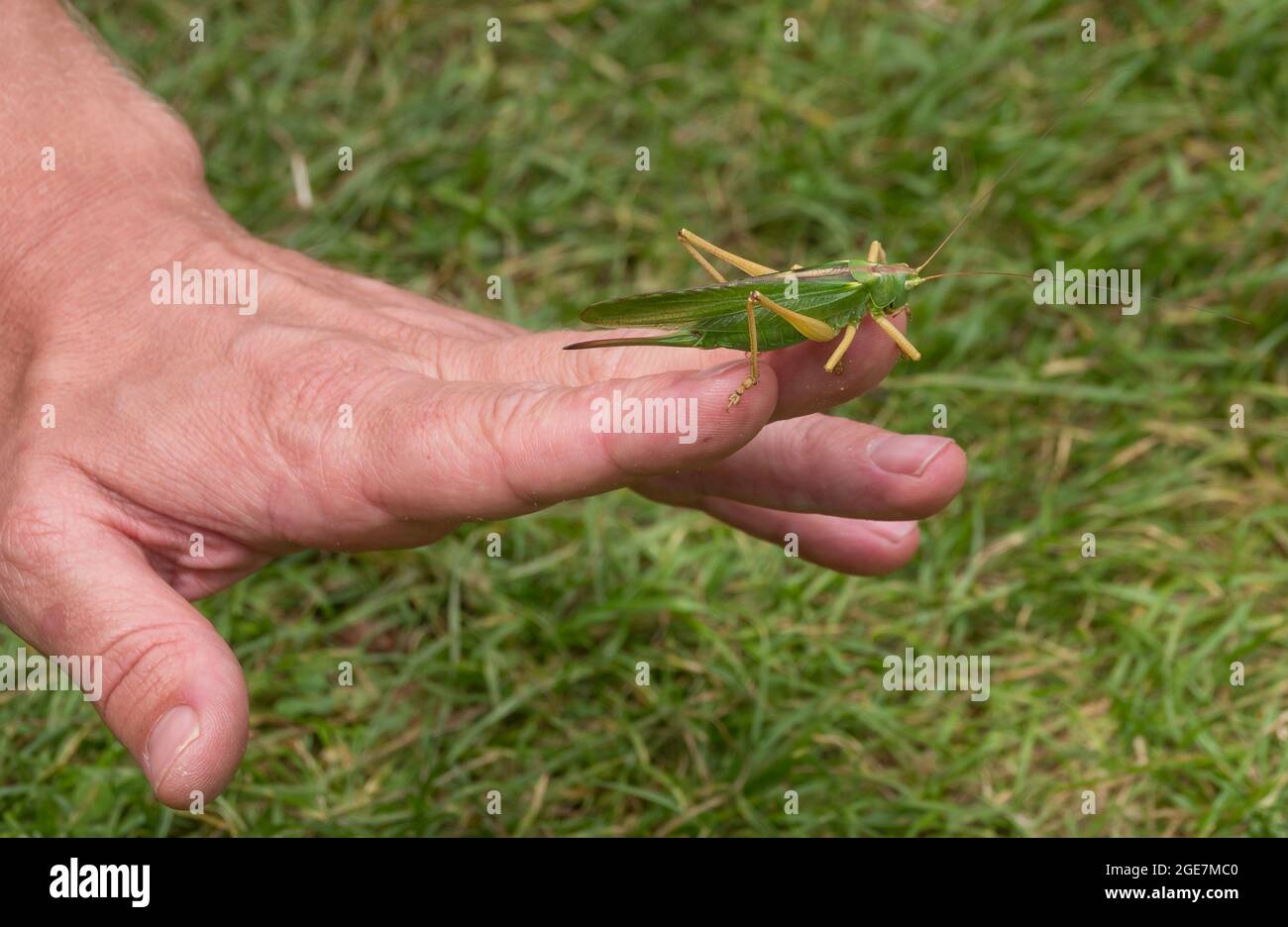 Grünes Cricket-Insekt Stockfoto