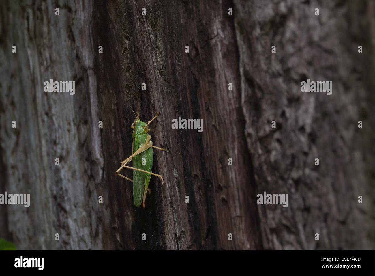 Grünes Cricket-Insekt Stockfoto