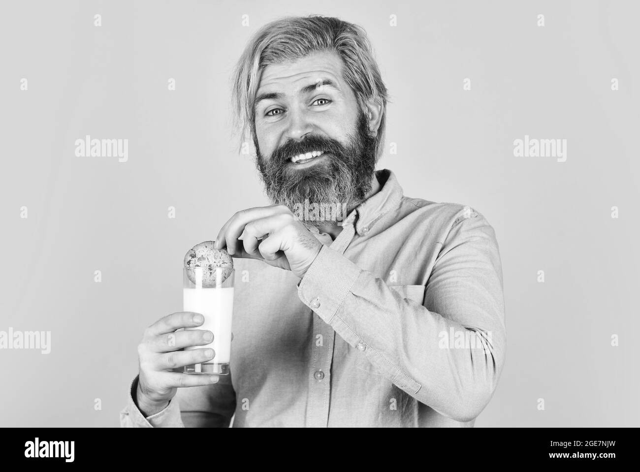 Lebkuchen in einer heißen Tasse Milch. Berühmter amerikanischer Snack. Kekse und Rahm in frischem Milchglas. Glücklicher Bauer essen Plätzchen-Dessert. Bärtiger Mann Stockfoto