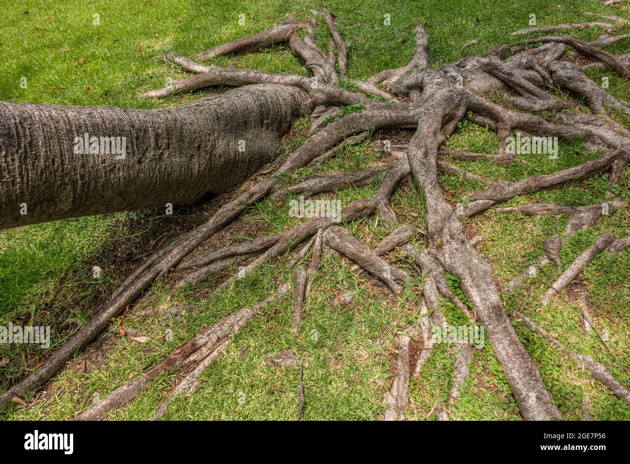 Baumstamm und Wurzeln mit Gras Stockfoto