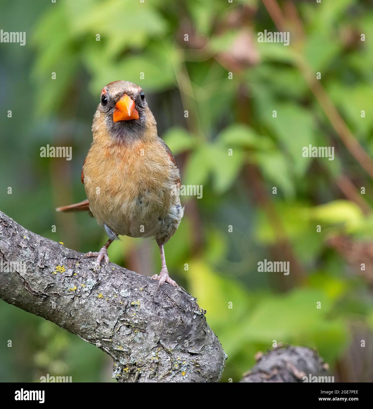 Weibliche Northern Cardinalis cardinalis thront auf einem Ast und blickt auf die Kamera Stockfoto