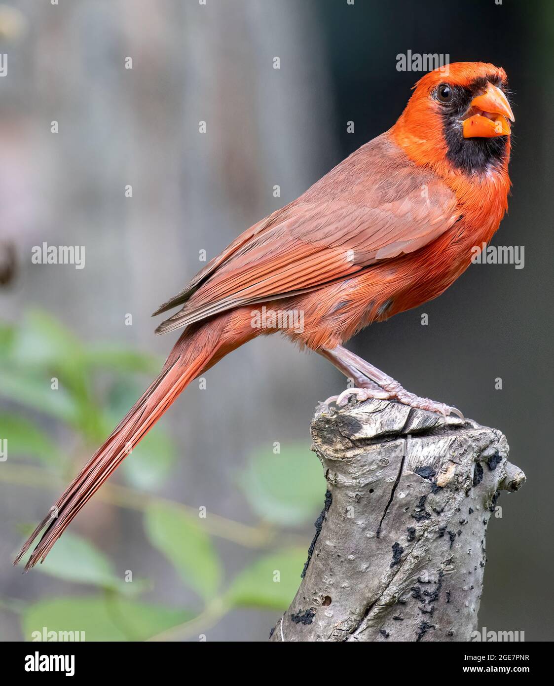 Männchen Northern Cardinalis cardinalis perced auf Stumpf Seitenansicht Blick in Richtung Kamera Stockfoto