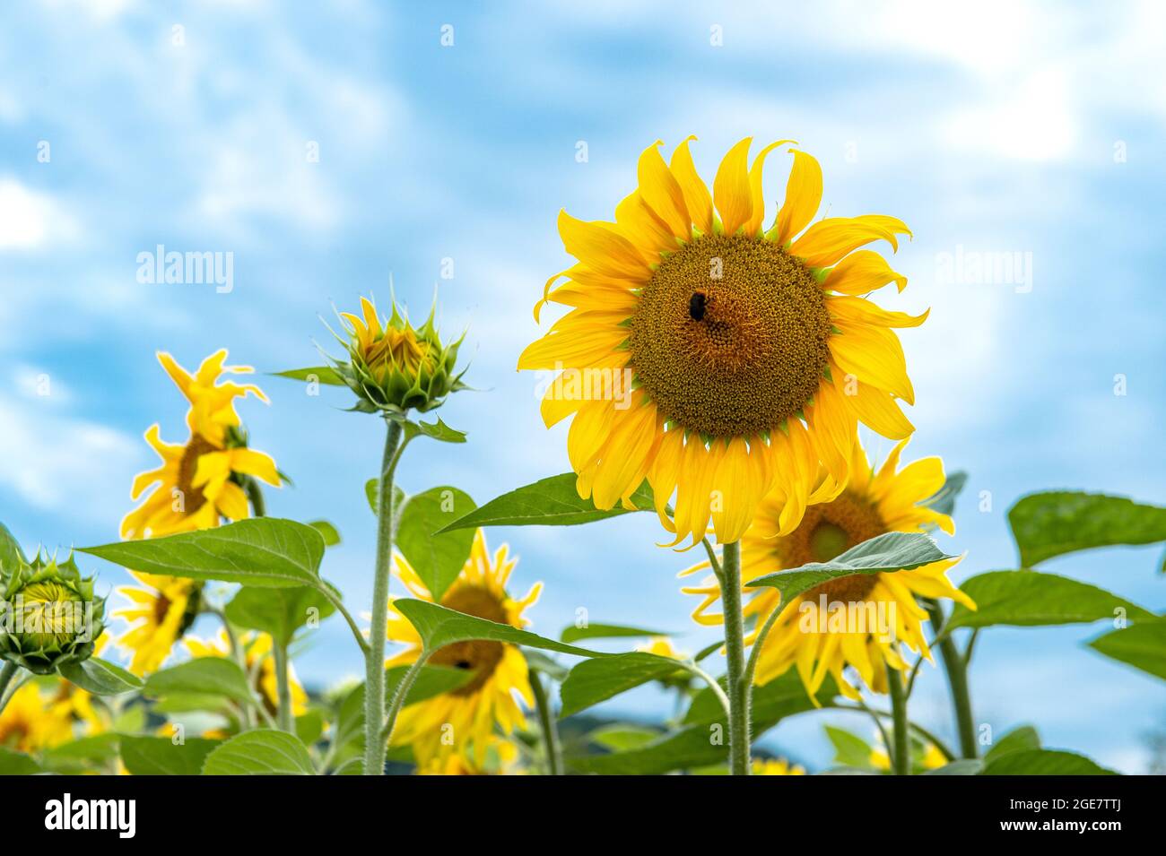 Schöne sommerliche Naturlandschaft mit Sonnenblumen und blauem Himmel Stockfoto