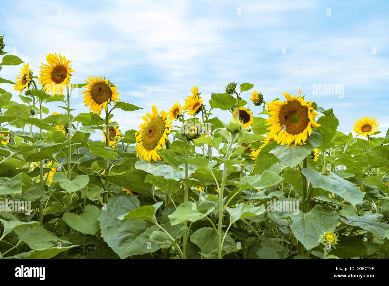 Sommerliche Naturlandschaft mit Sonnenblumen und blauem Himmel Stockfoto