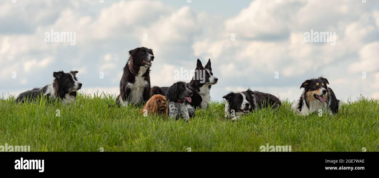 Viele gehorsame Hunde - Grenzen An Collies und andere in allen Altersgruppen vom jungen Hund bis zum Senior Stockfoto