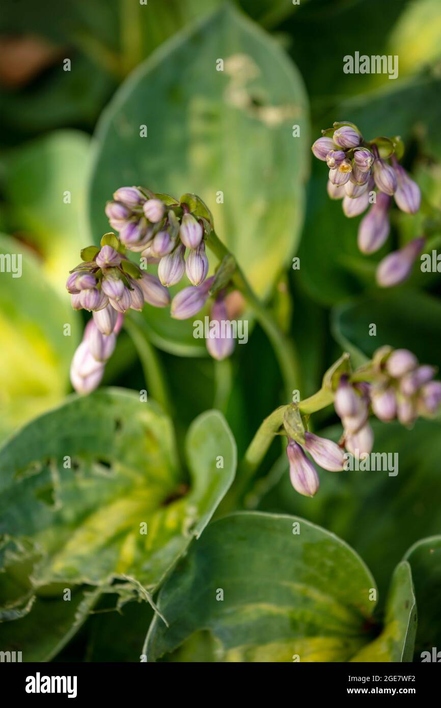 Hosta „Dinky Donna“ Lavendelblüte gegen Laub, Nahaufnahme Pflanzenportrait Stockfoto