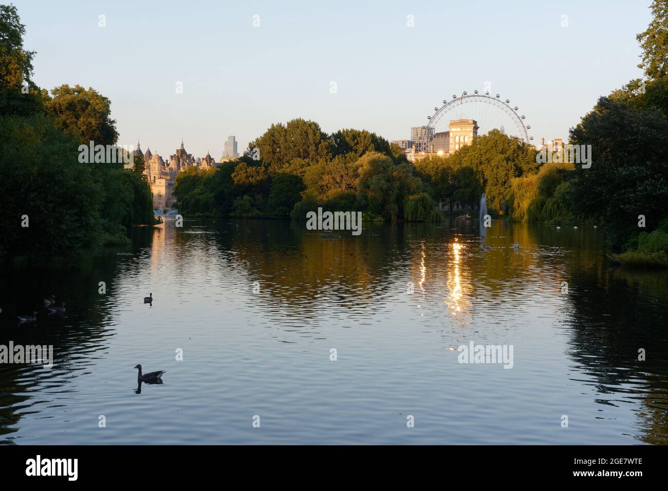 London, Greater London, England, August 10 2021: Gänse auf dem Wasser um den Sonnenuntergang im St James's Park mit dem London Eye im Hintergrund. Stockfoto