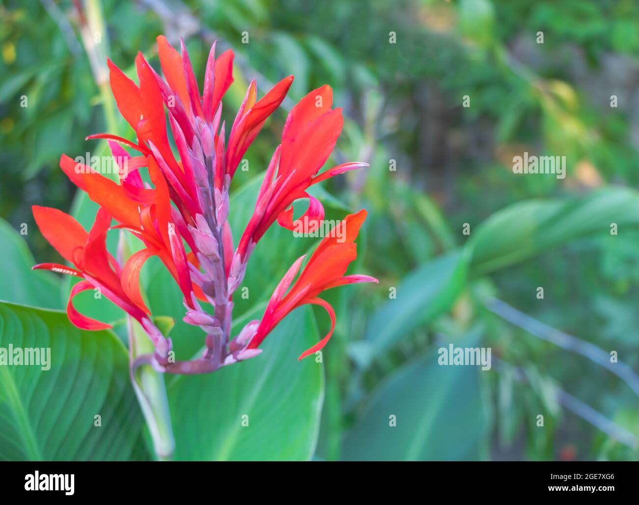 Rote canna blumen Fotos und Bildmaterial in hoher Auflösung Alamy