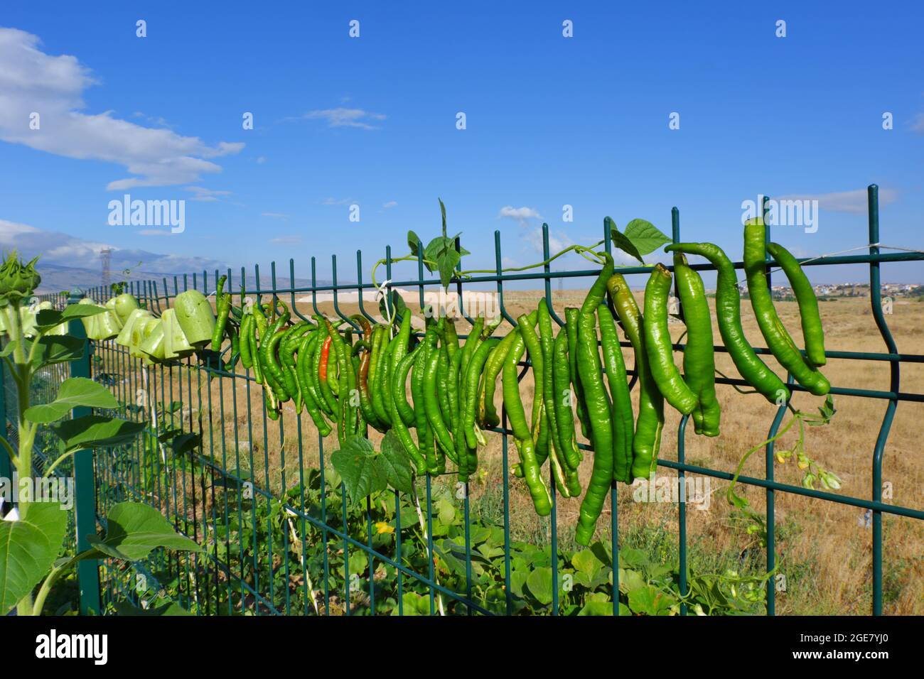 Frische grüne Paprika zum Sonnentrocknen am Zaun gehängt Stockfoto