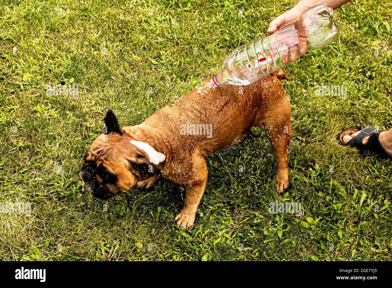 Wenn es im Sommer sehr heiß ist, gießt die Gastgeberin Wasser aus einer Flasche auf ihren Hund. Die französische Bulldogge wird gerne mit Wasser bewässert. Stockfoto