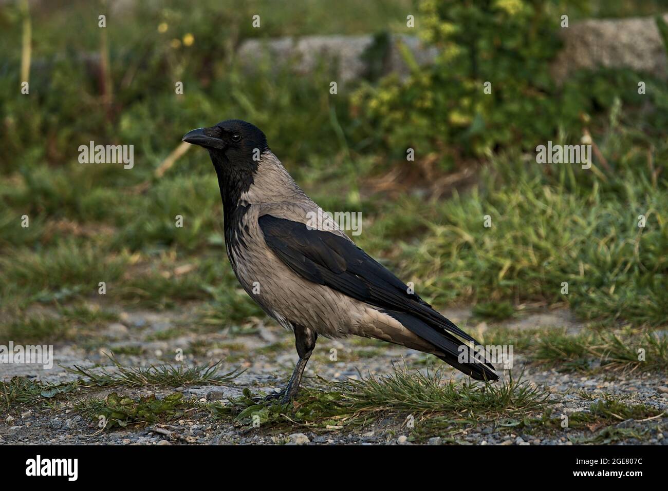 Wunderschöne Nahaufnahme am Morgen Blick auf einen einzigen Hooded Crow (Corvus cornix) Vogel, der auf der Suche nach Nahrung im Hafen von Dun Laoghaire (West Pier), Dublin, Irland, ist Stockfoto