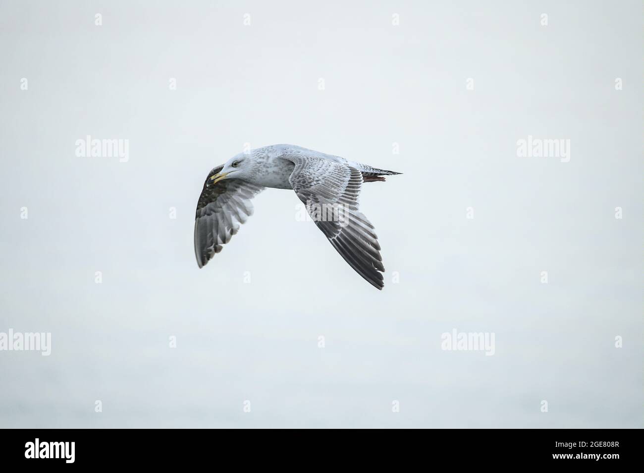 Schöne Nahaufnahme der kleinen fliegenden westeuropäischen Herringmöwe (Larus argentatus argenteus) vor grünlichem Hintergrund, Hafen von Dun Laoghaire Stockfoto