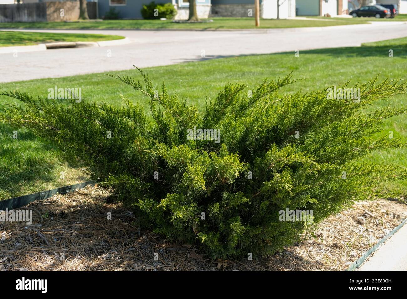 Wacholderstrauch oder Busch, Wacholder, wächst in einem Mulchbett in Wichita, Kansas, USA. Stockfoto