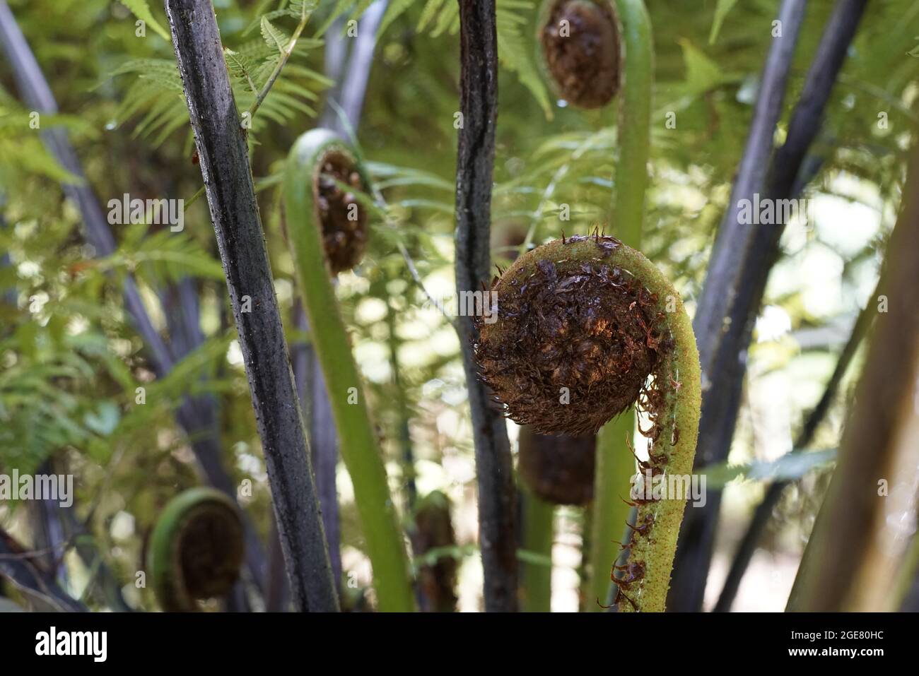 Nahaufnahme einer Drosophyllum lusitanicum Pflanze Stockfoto