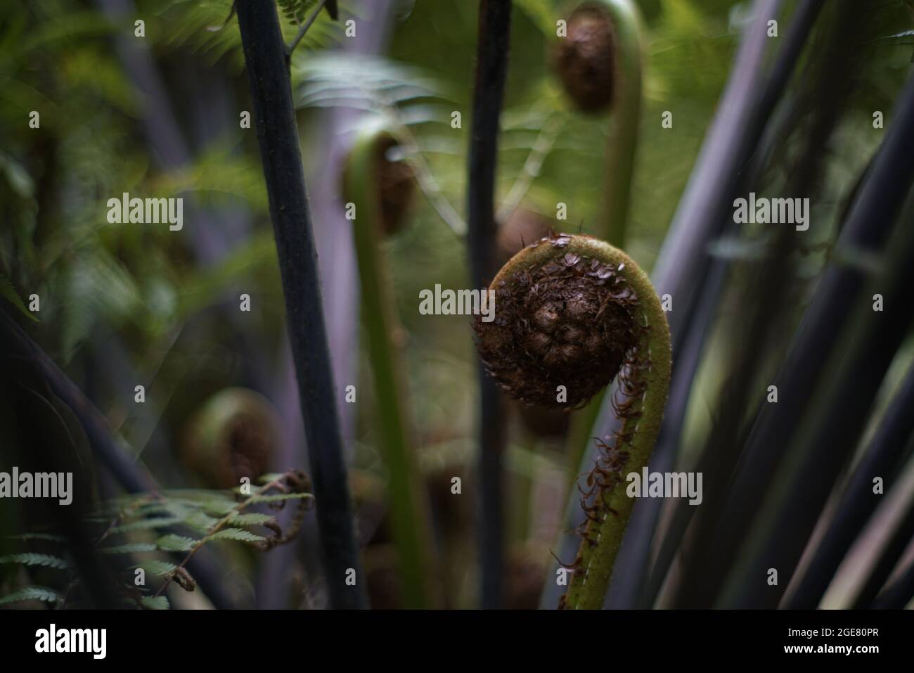 Nahaufnahme einer Drosophyllum lusitanicum Pflanze Stockfoto