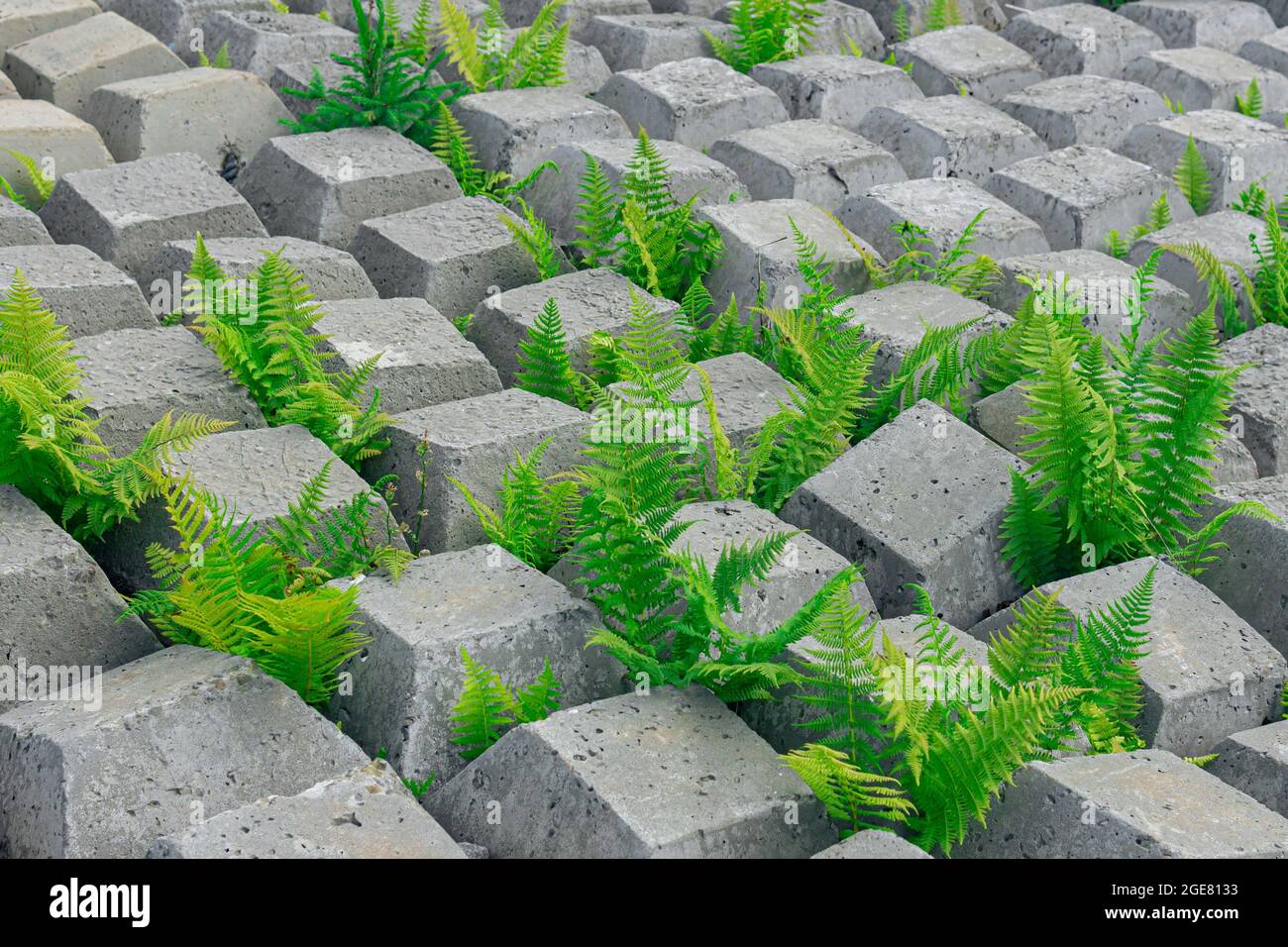 Bereich mit flexibler Betonmatte bedeckt, um Erosion zu verhindern, auf dem Boden gelegt, mit Farnen wachsen durch ihn Stockfoto