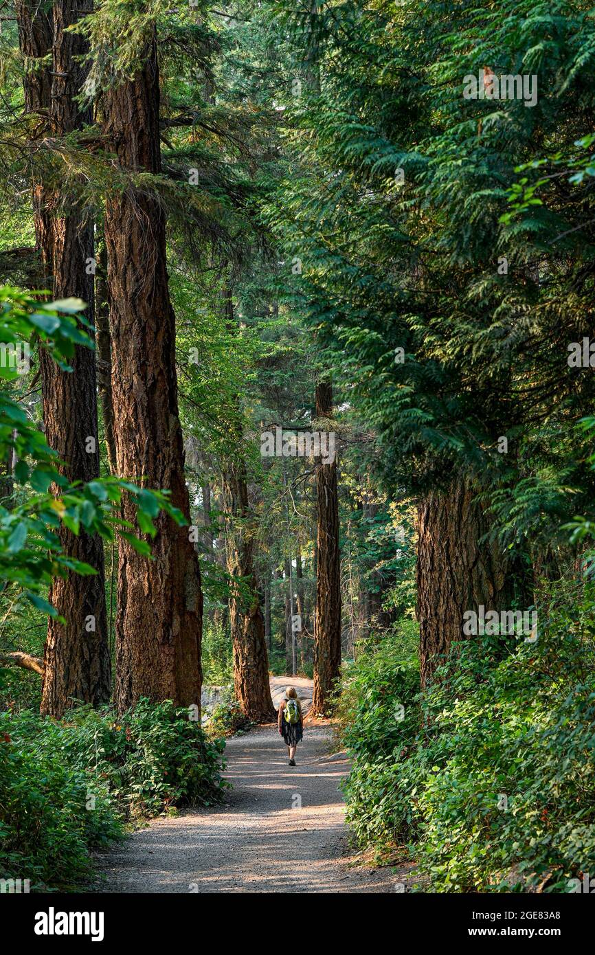 Pfad durch alten Wald, Lighthouse Park, West Vancouver, British Columbia, Kanada Stockfoto