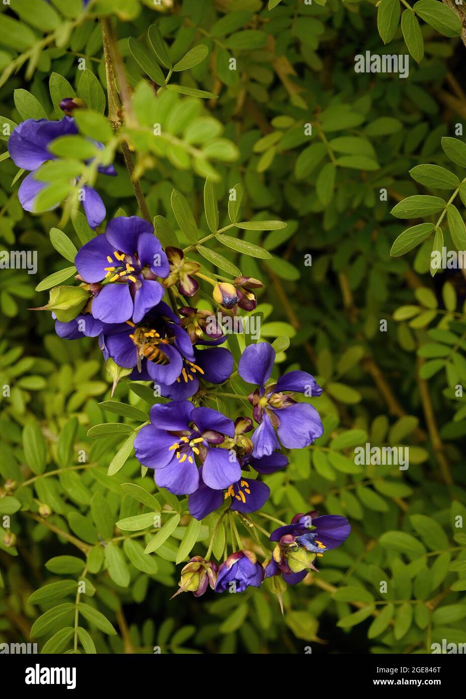 Guaiacum coulteri, Guayacan Stockfoto