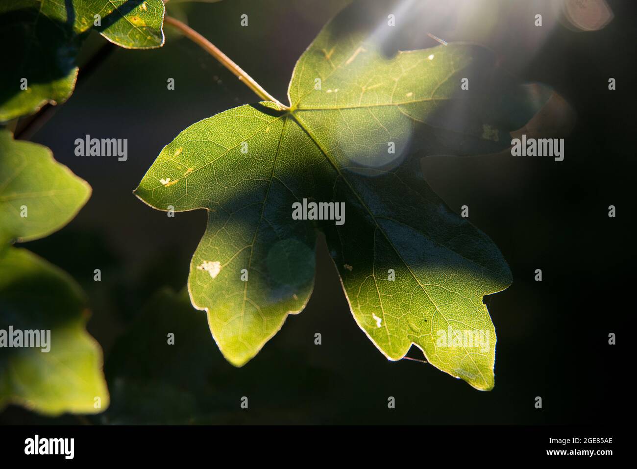 Ahornblatt, Blätter grün, Sonnenlicht, Baum Stockfoto