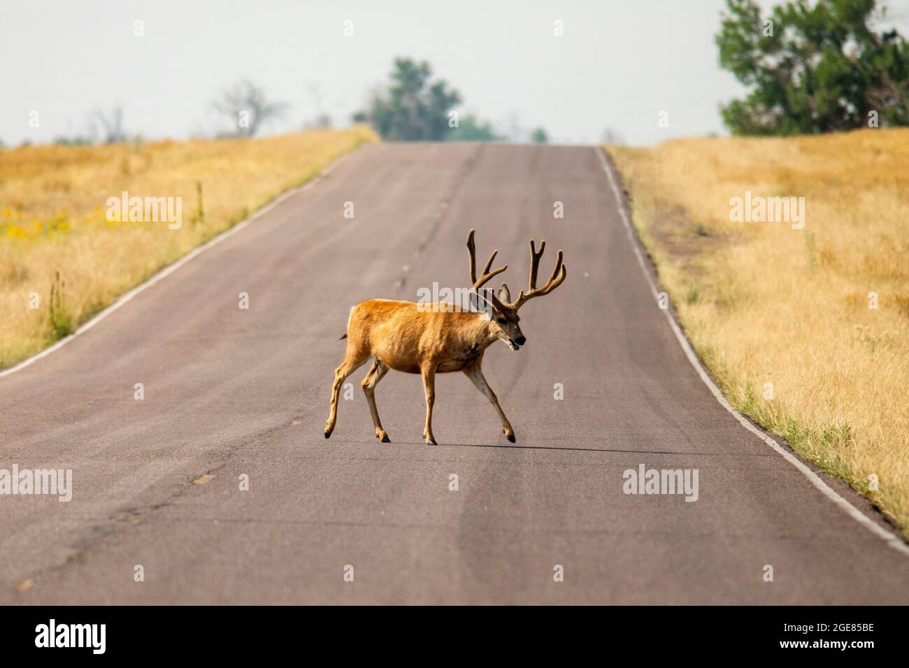 Maultierhirsche (Odocoileus hemionus) überqueren die Straße im Rocky Mountain Arsenal National Wildlife Refuge, Commerce City, in der Nähe von Denver, Colorado Stockfoto