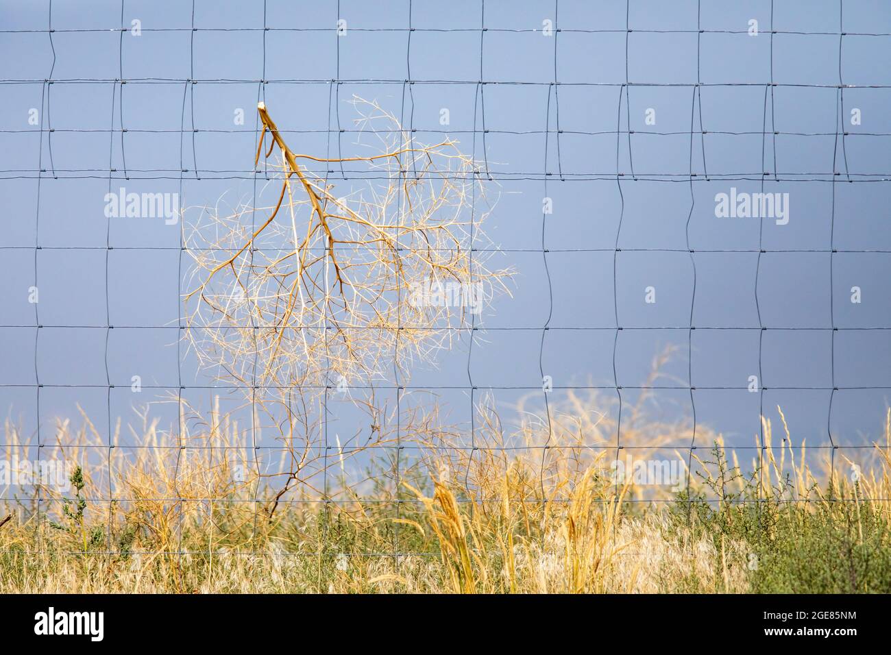 Tumbleweed gegen Zaun gefangen - Rocky Mountain Arsenal National Wildlife Refuge, Commerce City, in der Nähe von Denver, Colorado Stockfoto
