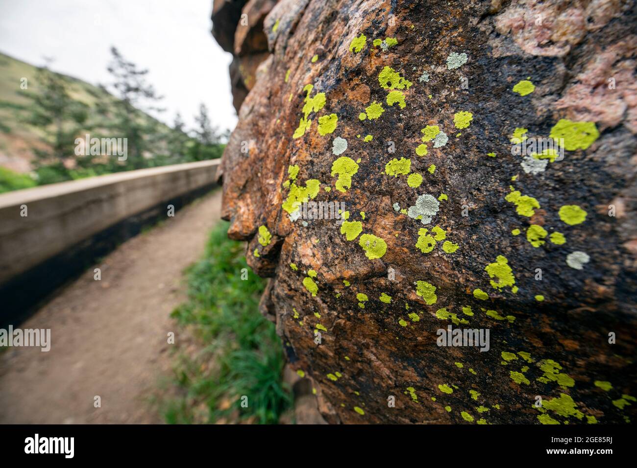 Farbenfrohe grünlich-gelbe Krustenflechte an der Felswand im Clear Creek Canyon - Golden, Colorado, USA Stockfoto