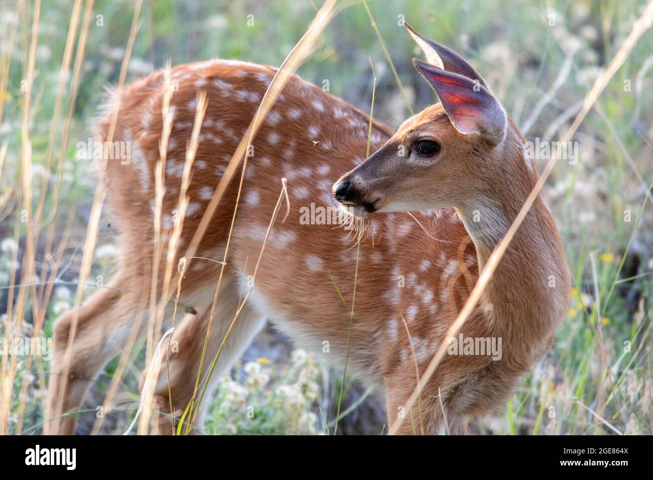 Wildschwanzhirsche (Odocoileus virginianus) Rehkitz - Rocky Mountain Arsenal National Wildlife Refuge, Commerce City, in der Nähe von Denver, Colorado Stockfoto