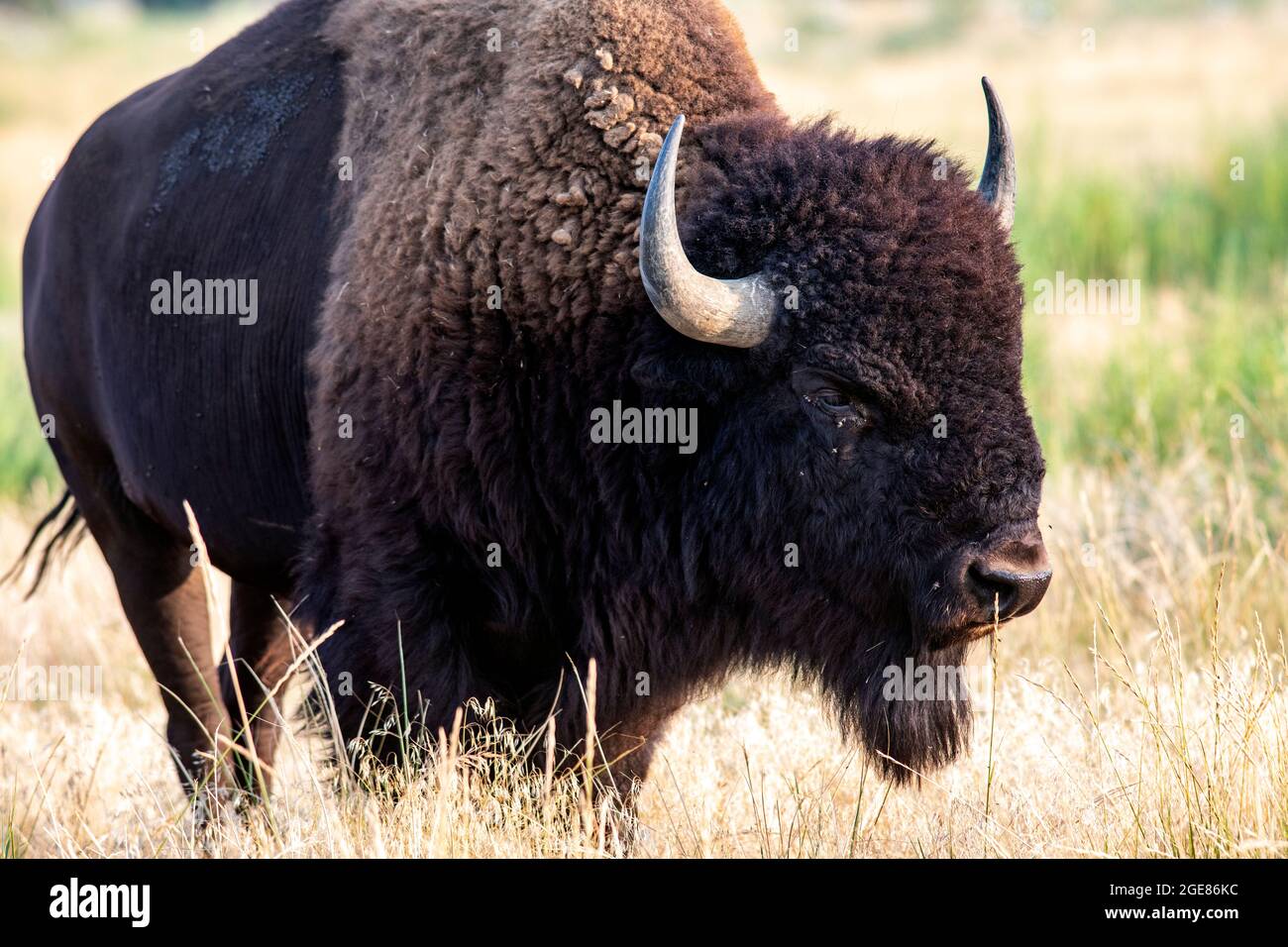 Male American Bison (Bison Bison) - Rocky Mountain Arsenal National Wildlife Refuge, Commerce City, in der Nähe von Denver, Colorado Stockfoto