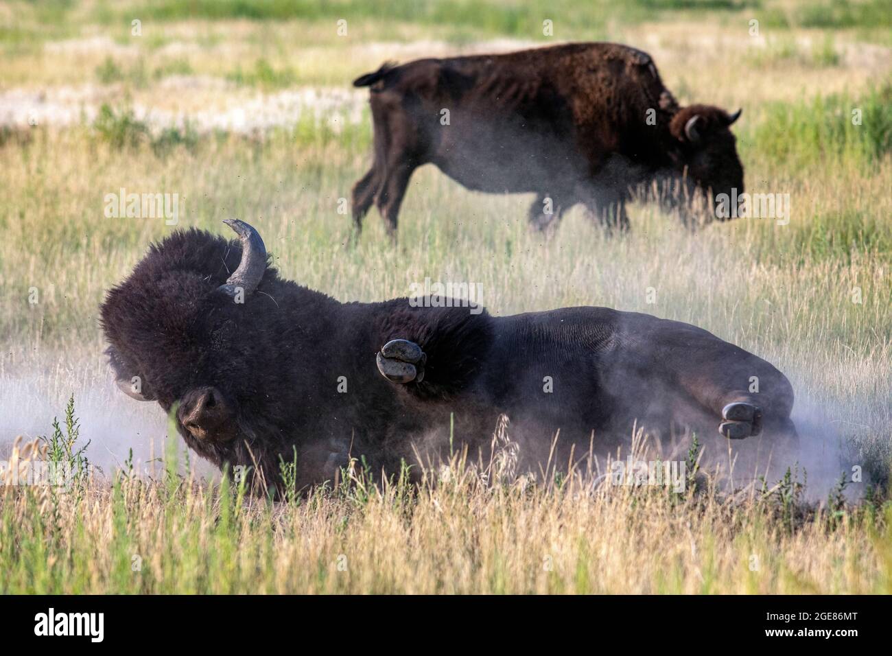 American Bison (Bison Bison) rollt im Schmutz (walling) - Rocky Mountain Arsenal National Wildlife Refuge, Commerce City, nahe Denver, Colorado [IMAG Stockfoto