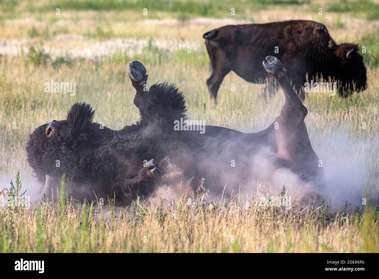 American Bison (Bison Bison) rollt im Schmutz (walling) - Rocky Mountain Arsenal National Wildlife Refuge, Commerce City, nahe Denver, Colorado [IMAG Stockfoto